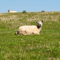 Deichschaf